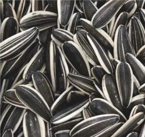  تخمه آفتابگردان