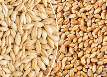  جو و گندم